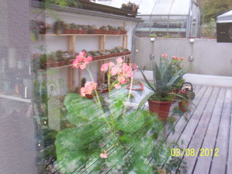 Cacti and Sukkulent in Köln, every day new flowers in the greenhouse Part 20  Bild_224