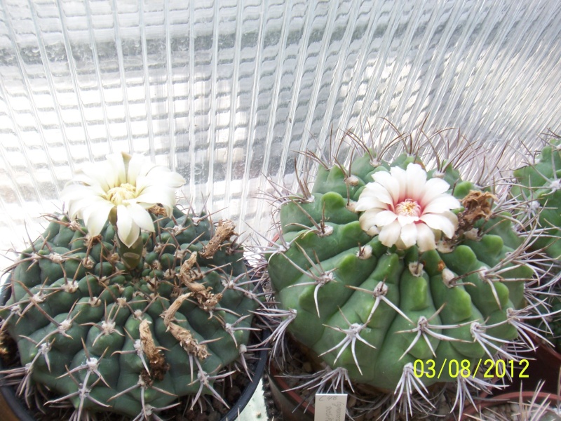 Cacti and Sukkulent in Köln, every day new flowers in the greenhouse Part 20  Bild_230