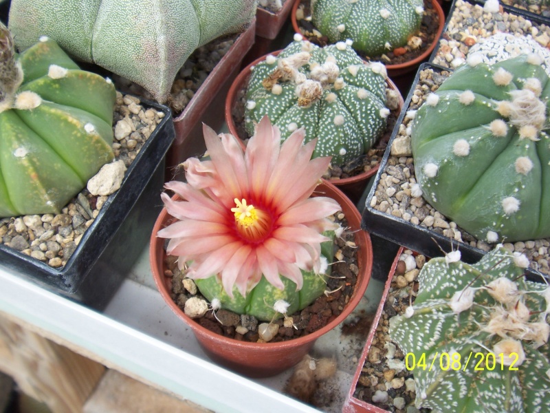 Cacti and Sukkulent in Köln, every day new flowers in the greenhouse Part 21   Bild_258