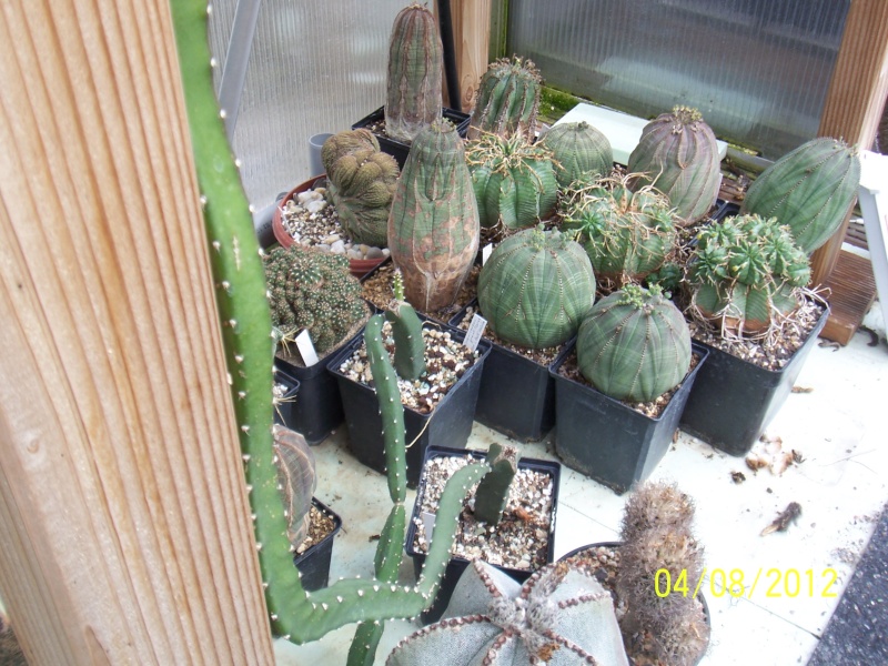 Cacti and Sukkulent in Köln, every day new flowers in the greenhouse Part 21   Bild_264