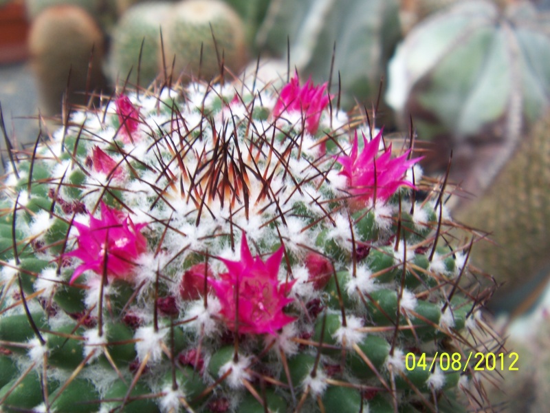 Cacti and Sukkulent in Köln, every day new flowers in the greenhouse Part 21   Bild_266