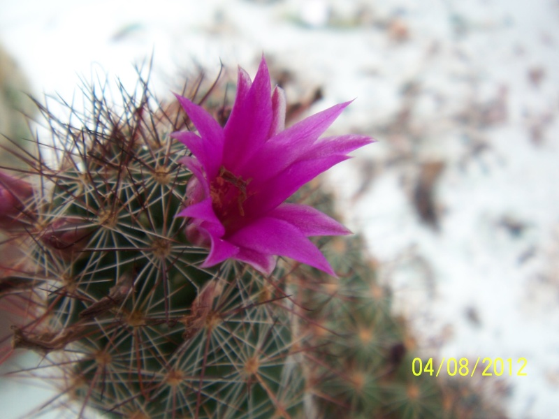 Cacti and Sukkulent in Köln, every day new flowers in the greenhouse Part 21   Bild_267