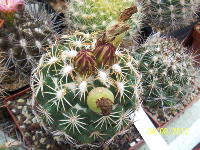 Cacti and Sukkulent in Köln, every day new flowers in the greenhouse Part 21   Bild_275