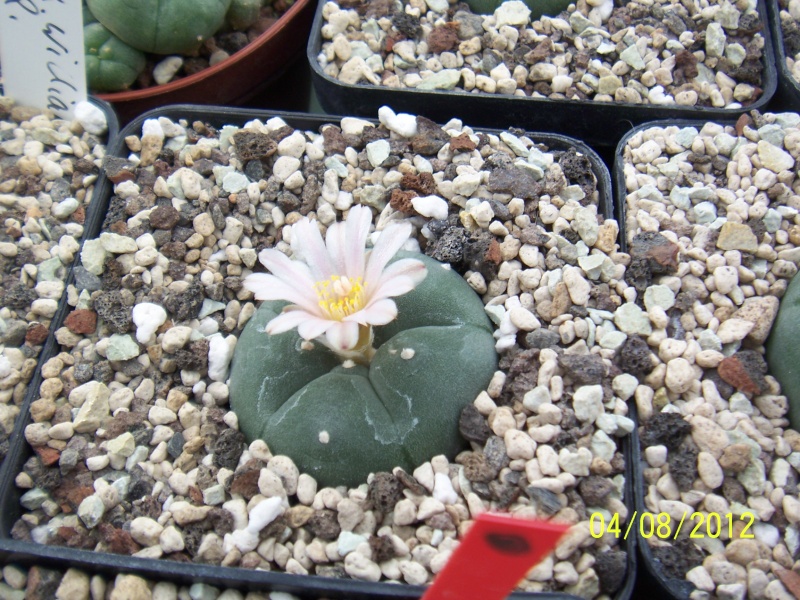 Cacti and Sukkulent in Köln, every day new flowers in the greenhouse Part 21 Bild_289