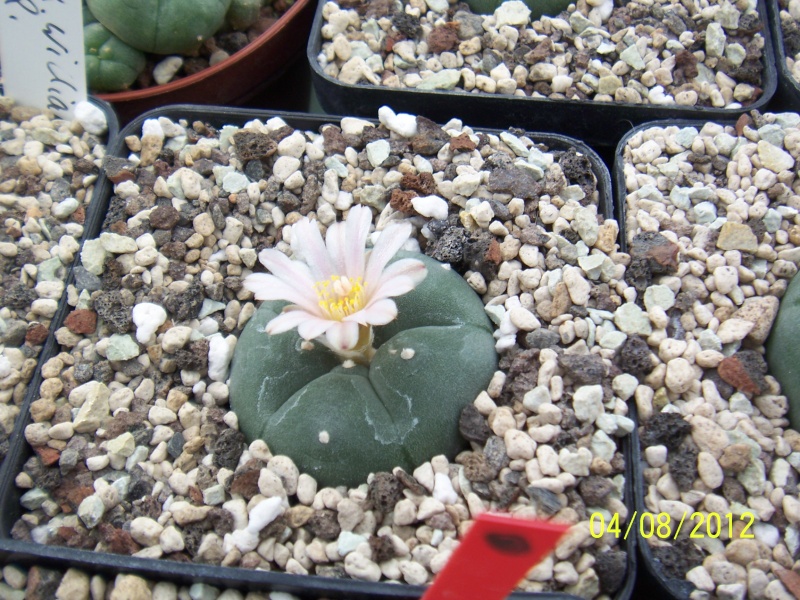 Cacti and Sukkulent in Köln, every day new flowers in the greenhouse Part 21   Bild_289