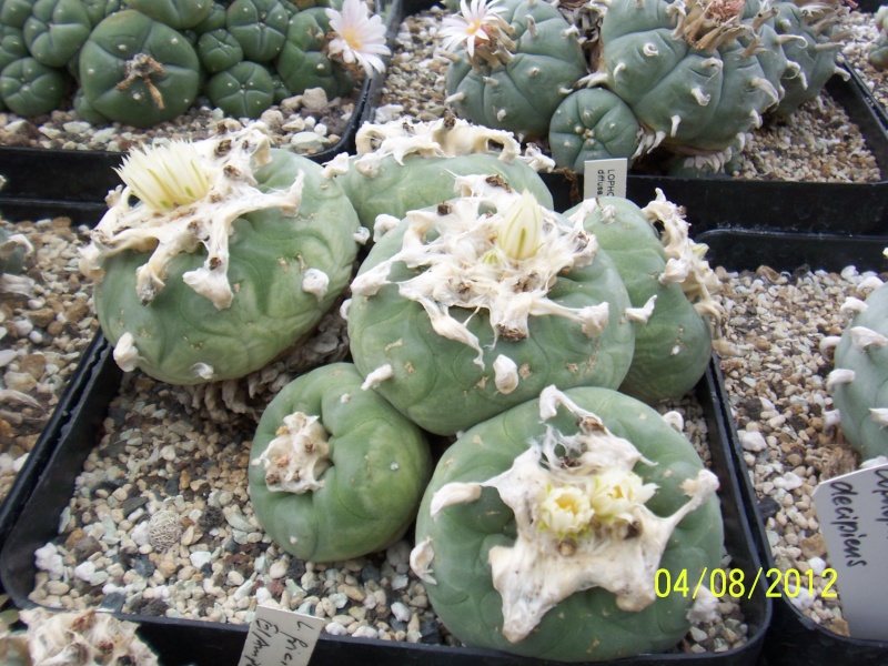 Cacti and Sukkulent in Köln, every day new flowers in the greenhouse Part 21   Bild_292