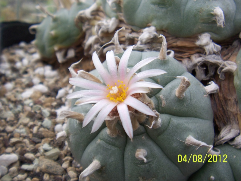 Cacti and Sukkulent in Köln, every day new flowers in the greenhouse Part 21   Bild_295