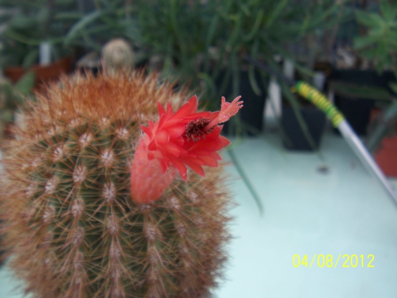 Cacti and Sukkulent in Köln, every day new flowers in the greenhouse Part 21   Bild_300