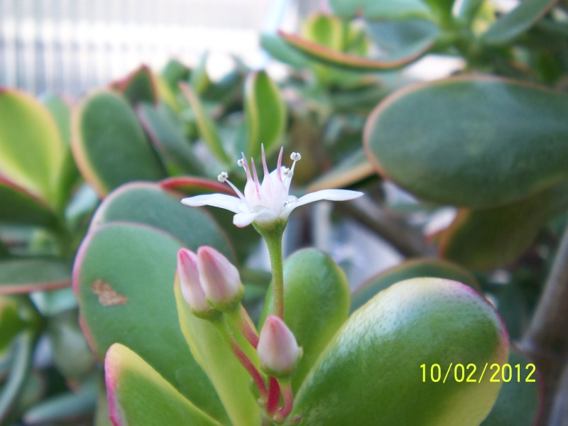 Cacti and Sukkulent in Köln, every day new flowers in the greenhouse Part 22 Year in Review Bild_304