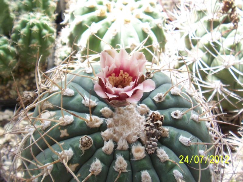 Cacti and Sukkulent in Köln, every day new flowers in the greenhouse Part 14  Bild_327