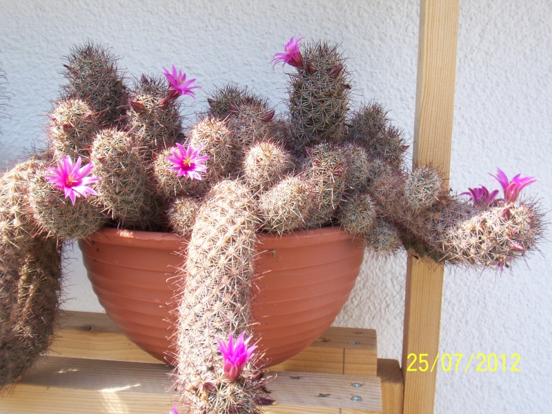 Cacti and Sukkulent in Köln, every day new flowers in the greenhouse Part 15   Bild_341