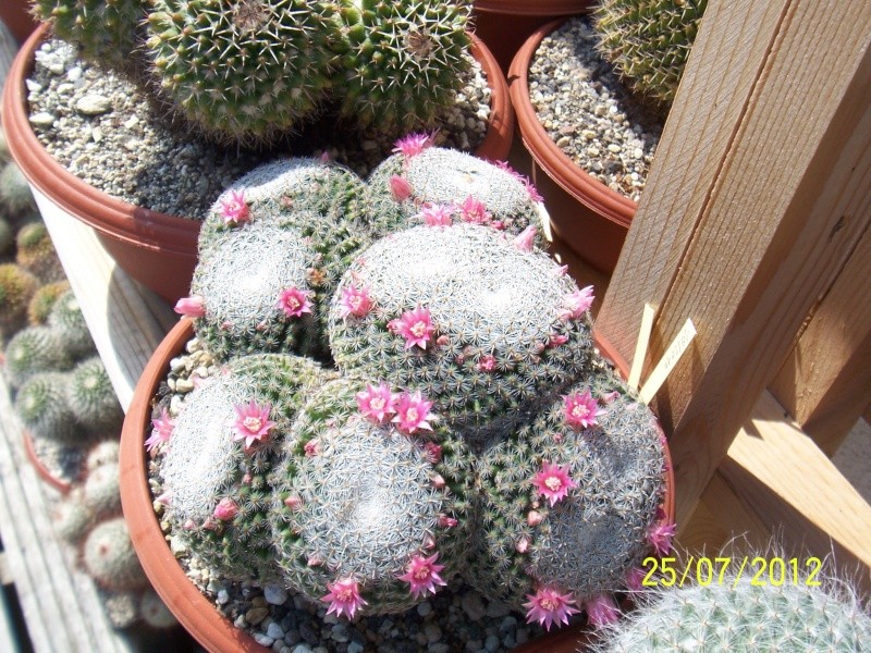 Cacti and Sukkulent in Köln, every day new flowers in the greenhouse Part 15   Bild_346