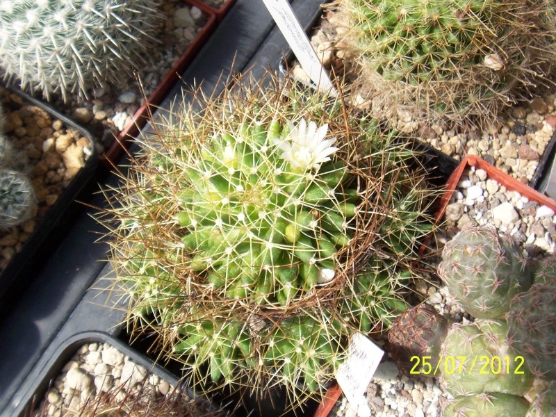 Cacti and Sukkulent in Köln, every day new flowers in the greenhouse Part 15   Bild_350