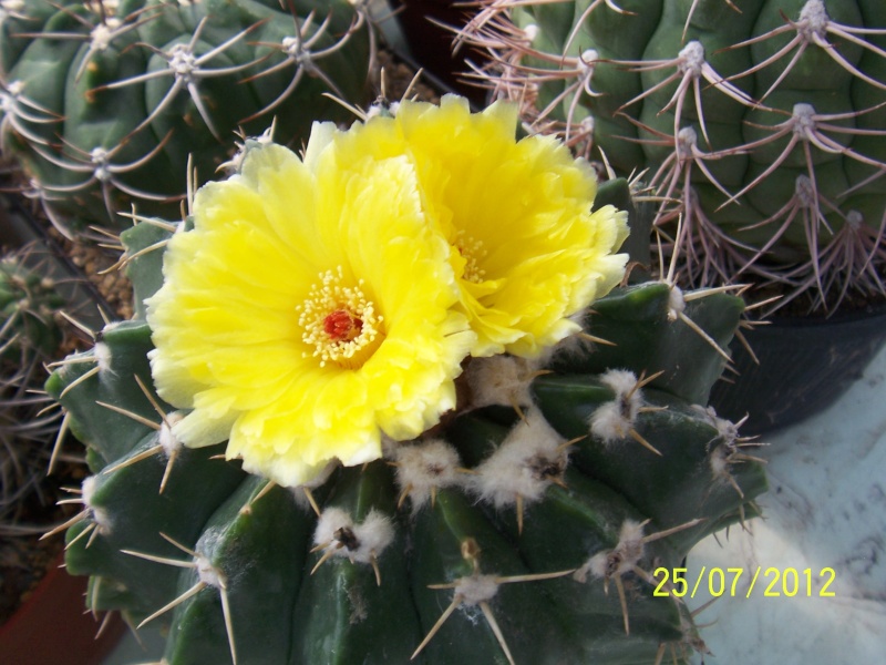 Cacti and Sukkulent in Köln, every day new flowers in the greenhouse Part 15   Bild_357