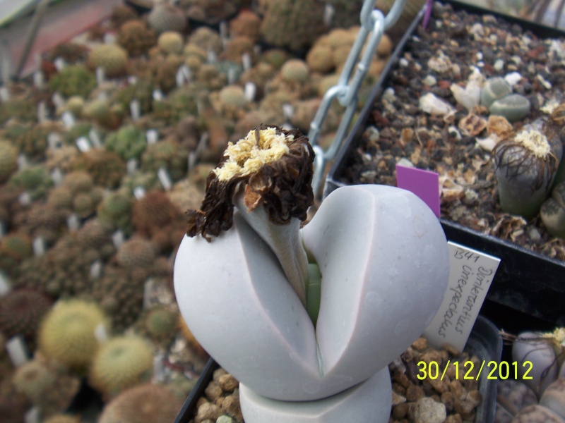 Cacti and Sukkulent in Köln, every day new flowers in the greenhouse Part 21   Bild_430