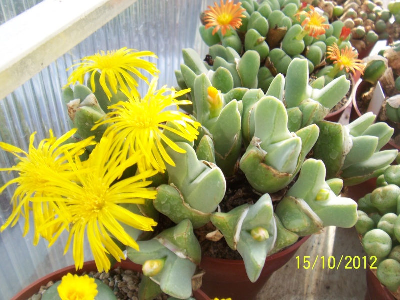 Cacti and Sukkulent in Köln, every day new flowers in the greenhouse Part 22 Year in Review Bild_440