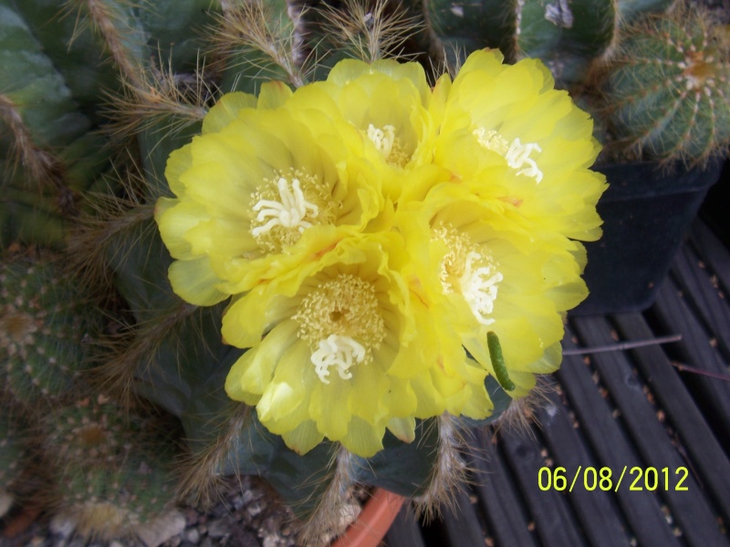 Cacti and Sukkulent in Köln, every day new flowers in the greenhouse Part 22 Year in Review Bild_477