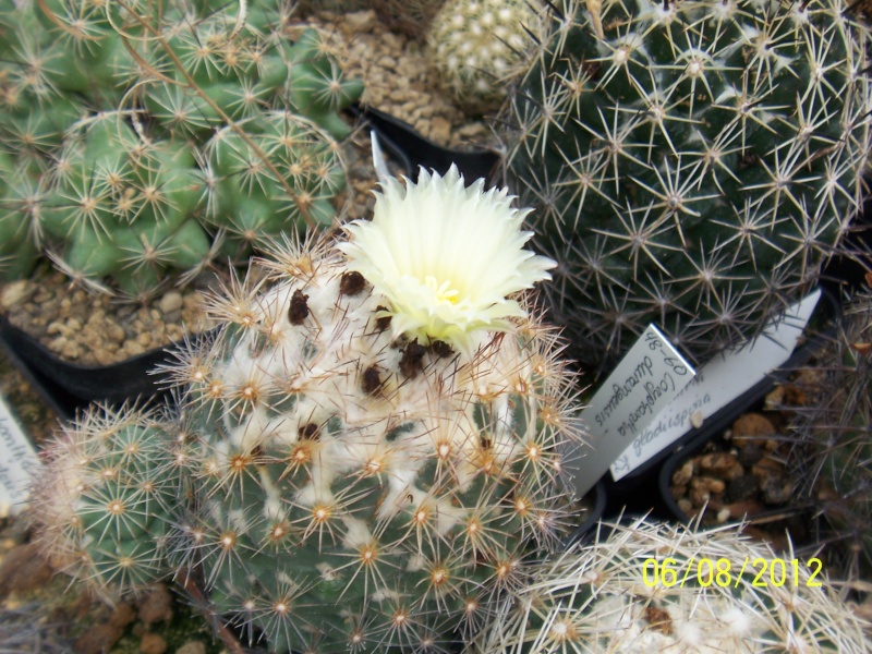 Cacti and Sukkulent in Köln, every day new flowers in the greenhouse Part 22 Year in Review Bild_479