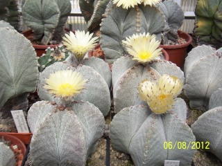 Cacti and Sukkulent in Köln, every day new flowers in the greenhouse Part 23 Bild_499