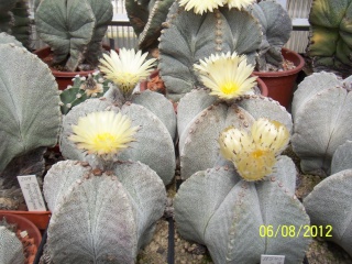 Cacti and Sukkulent in Köln, every day new flowers in the greenhouse Part 23  Bild_499