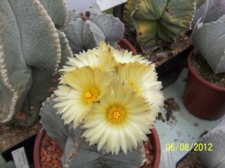 Cacti and Sukkulent in Köln, every day new flowers in the greenhouse Part 23  Bild_502
