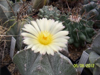 Cacti and Sukkulent in Köln, every day new flowers in the greenhouse Part 23 Bild_515