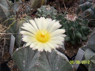 Cacti and Sukkulent in Köln, every day new flowers in the greenhouse Part 23  Bild_515