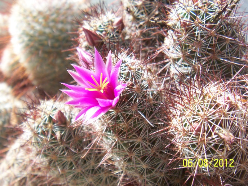 Cacti and Sukkulent in Köln, every day new flowers in the greenhouse Part 23  Bild_535