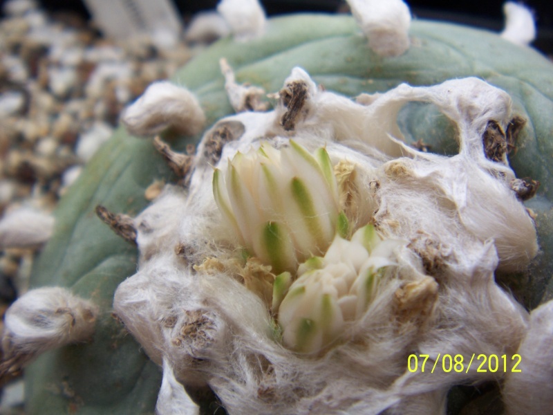 Cacti and Sukkulent in Köln, every day new flowers in the greenhouse Part 24 Bild_556