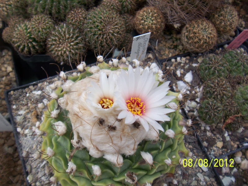 Cacti and Sukkulent in Köln, every day new flowers in the greenhouse Part 25 Bild_595