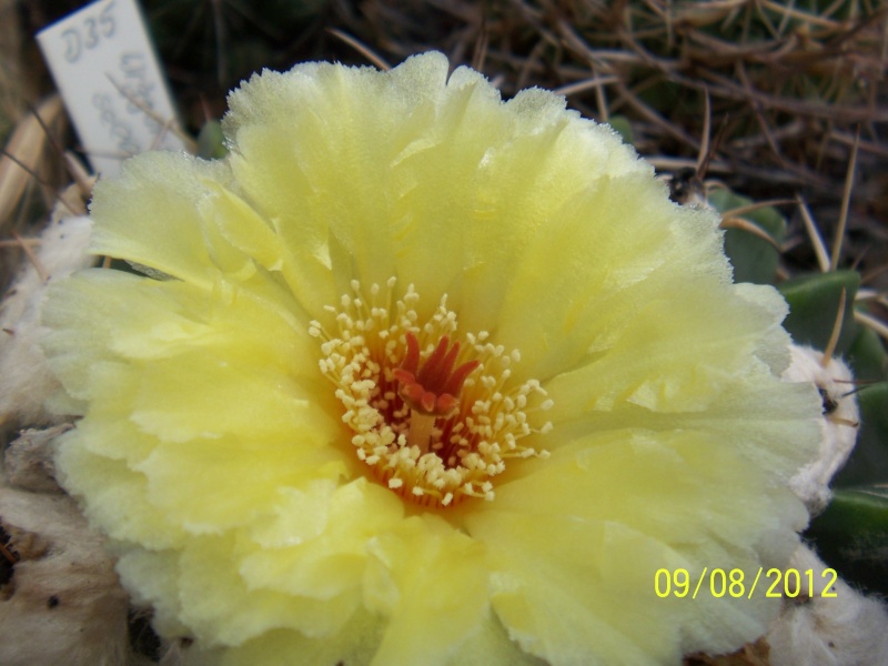 Cacti and Sukkulent in Köln, every day new flowers in the greenhouse Part 25 Bild_625