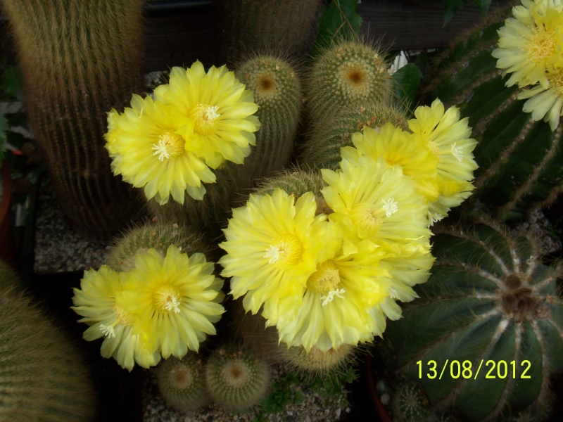 Cacti and Sukkulent in Köln, every day new flowers in the greenhouse Part 27   Bild_721