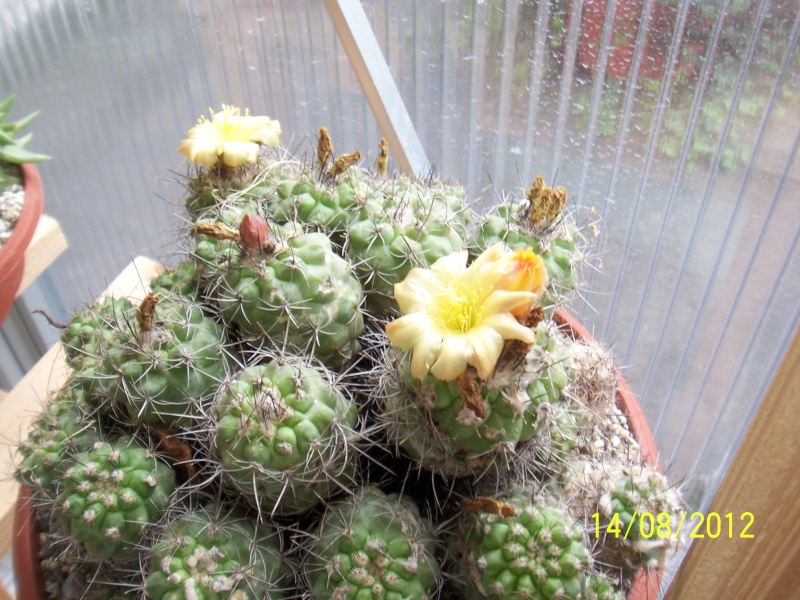 Cacti and Sukkulent in Köln, every day new flowers in the greenhouse Part 27   Bild_728