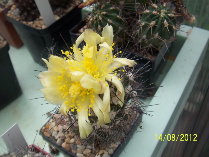 Cacti and Sukkulent in Köln, every day new flowers in the greenhouse Part 27   Bild_729