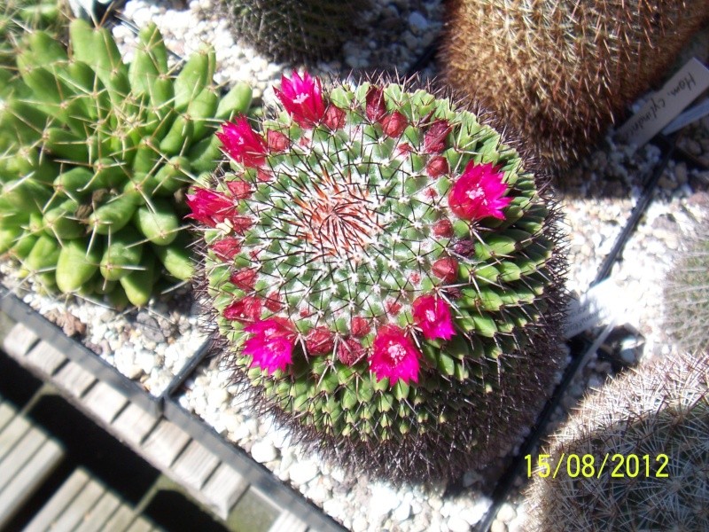 Cacti and Sukkulent in Köln, every day new flowers in the greenhouse Part 27   Bild_741