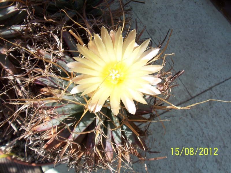 Cacti and Sukkulent in Köln, every day new flowers in the greenhouse Part 27   Bild_754