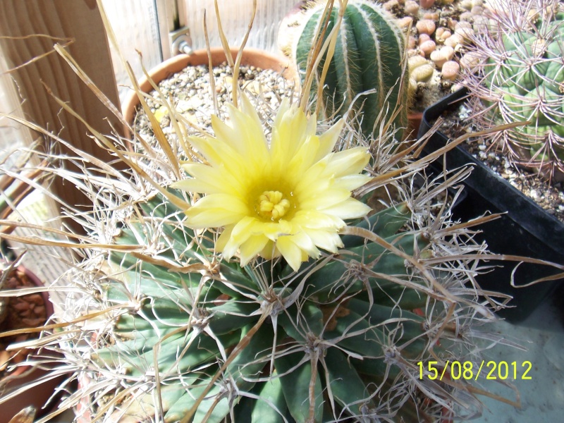 Cacti and Sukkulent in Köln, every day new flowers in the greenhouse Part 27   Bild_755