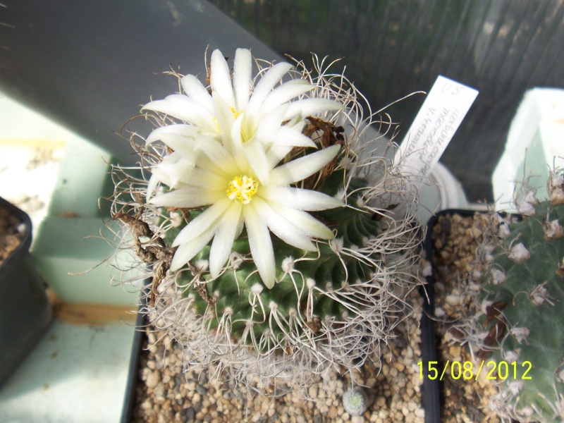 Cacti and Sukkulent in Köln, every day new flowers in the greenhouse Part 27   Bild_756