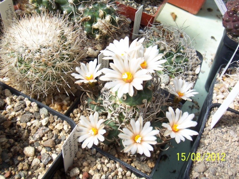 Cacti and Sukkulent in Köln, every day new flowers in the greenhouse Part 27   Bild_757