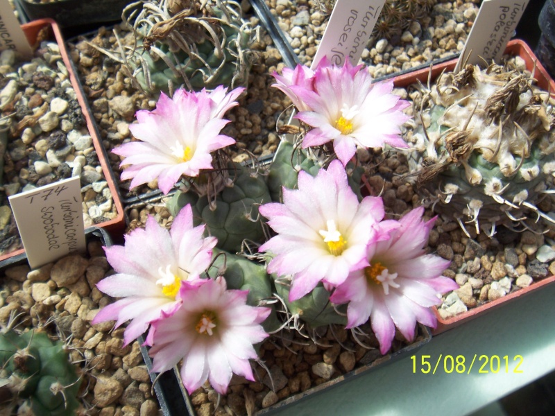 Cacti and Sukkulent in Köln, every day new flowers in the greenhouse Part 27   Bild_758