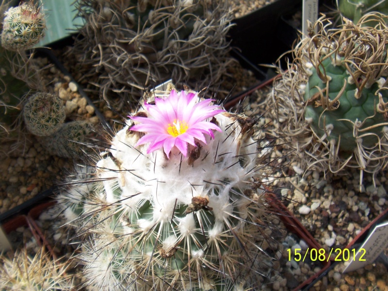 Cacti and Sukkulent in Köln, every day new flowers in the greenhouse Part 27   Bild_759