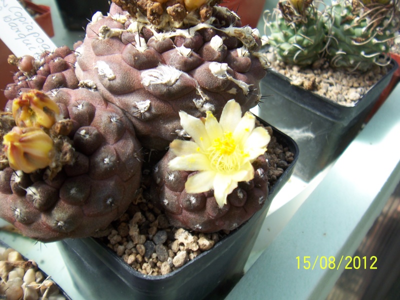 Cacti and Sukkulent in Köln, every day new flowers in the greenhouse Part 27   Bild_760