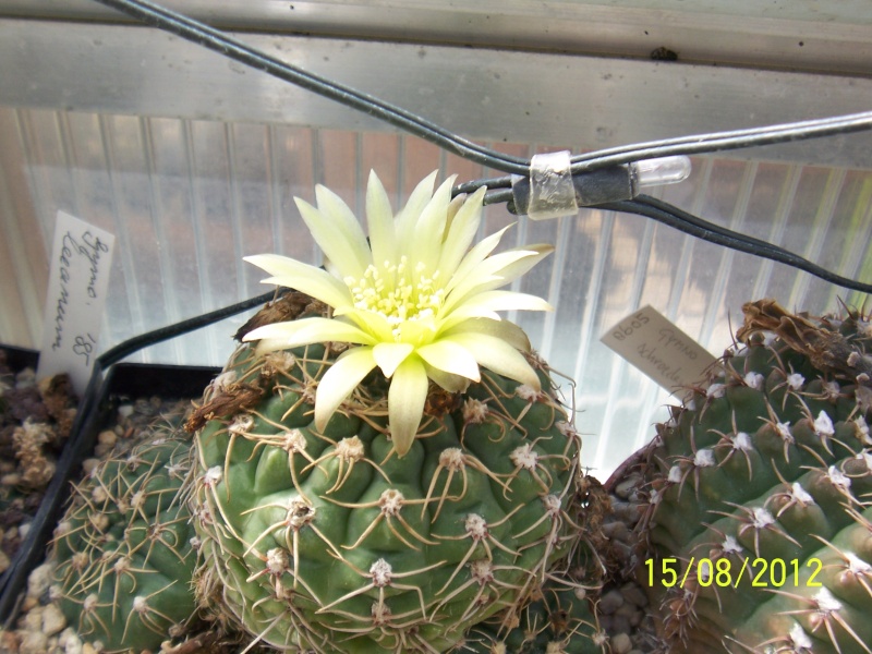 Cacti and Sukkulent in Köln, every day new flowers in the greenhouse Part 27   Bild_761