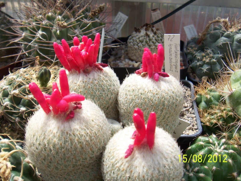 Cacti and Sukkulent in Köln, every day new flowers in the greenhouse Part 27   Bild_762