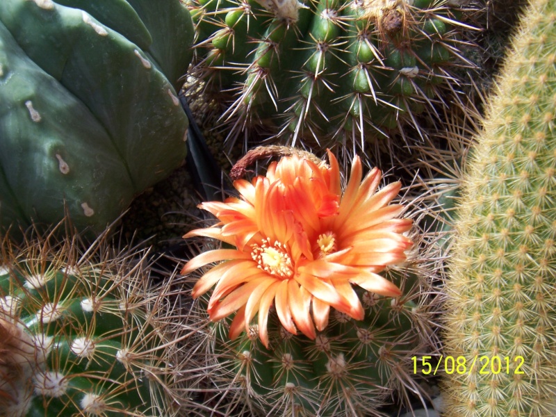 Cacti and Sukkulent in Köln, every day new flowers in the greenhouse Part 27   Bild_763