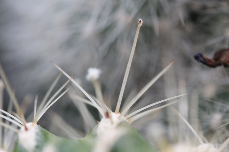 Cacti and Sukkulent in Köln, every day new flowers in the greenhouse Part 27   Bild_765