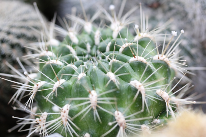 Cacti and Sukkulent in Köln, every day new flowers in the greenhouse Part 27   Bild_767