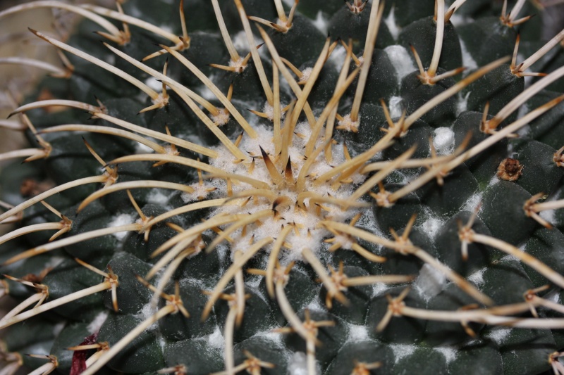 Cacti and Sukkulent in Köln, every day new flowers in the greenhouse Part 27   Bild_768