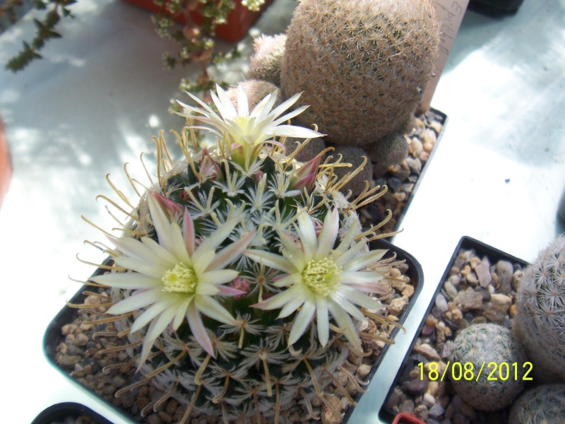 Cacti and Sukkulent in Köln, every day new flowers in the greenhouse Part 28 Bild_801