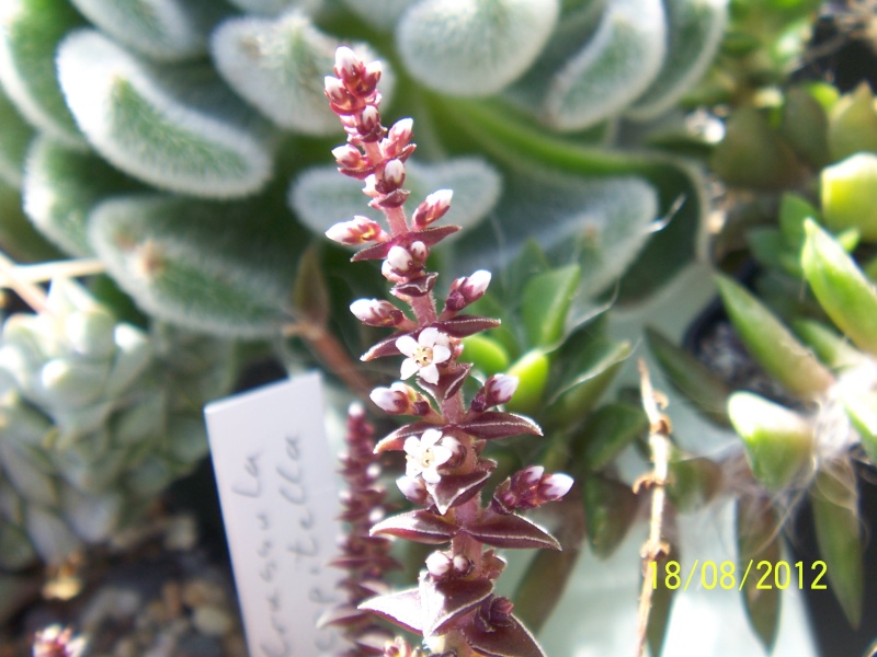 Cacti and Sukkulent in Köln, every day new flowers in the greenhouse Part 28 Bild_823